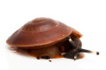 Pleurodonte excellens juvenil